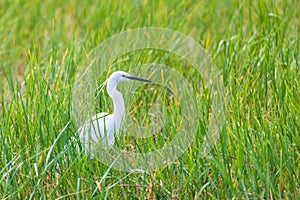 Bird Great white egret, Ethiopia wildlife