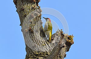 Bird,Green apple,yaffle ,Picus viridis.Bird of the woodpecker family.