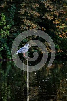 Bird sitting, green background, middle of lake reflection