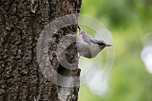 Bird on green background. Nuthatch sits on tree bark near the nest and look around. Sitta europaea at spring