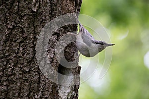 Bird on green background. Nuthatch sits on tree bark near the nest and look around. Sitta europaea at spring near the nest