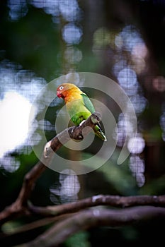 Bird on green background