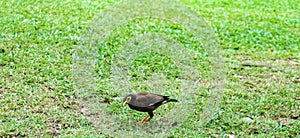 Bird on green grass