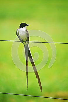 bird on green grass background photo