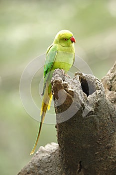 Bird --- Green Lory