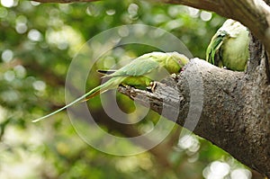 Bird --- Green Lory