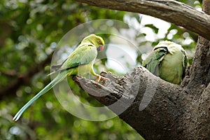 Bird --- Green Lory