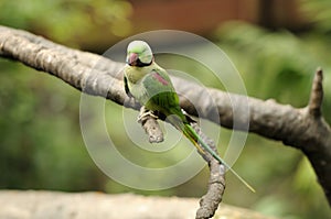 Bird --- Green Lory