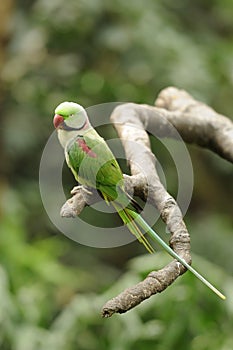 Bird --- Green Lory