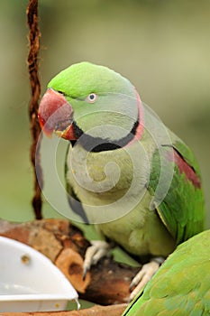 Bird --- Green Lory