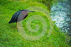 Bird on a green meadow near a river in the Dominican Republic, Butorides virescens.