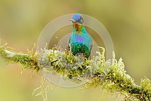 Bird in green moss, wet tropic forest. Red glossy shiny bird. Fiery-throated Hummingbird, Panterpe insignis, colorful bird sitting