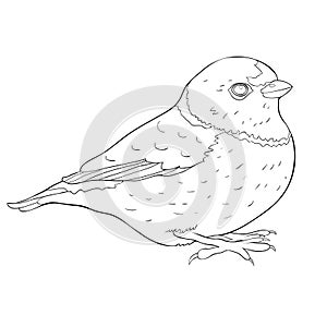 Bird green organist Tanager family. vector illustration