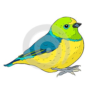 Bird green organist Tanager family. vector illustration