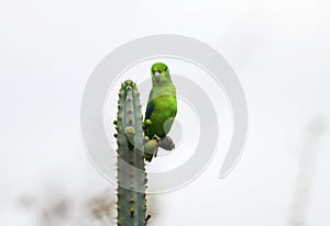 Bird green parakeet looking at cactus foot photo