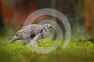 Bird in the green vegetaion. Goshawk, Accipiter gentilis, bird of prey  feeding on killed dark squirrel in the forest, nature