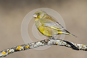 Bird - Greenfinch Chloris chloris is a small songbird of the family Fringillidae and order of the Passeriformes