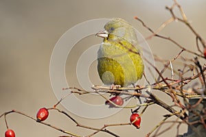 Bird - Greenfinch Chloris chloris is a small songbird of the family Fringillidae and order of the Passeriformes