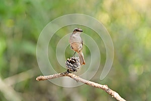 Bird,Grey Bushchat (Saxicola ferreus)