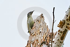 Bird - Grey-faced Woodpecker  Picus canus  creeps along the trunk of a birch