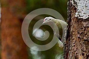 Bird - Grey-faced Woodpecker  Picus canus  creeps along the trunk of a birch