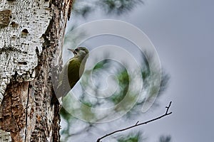 Bird - Grey-faced Woodpecker  Picus canus  creeps along the trunk of a birch