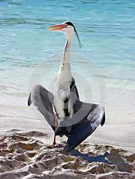 Bird : Grey Heron