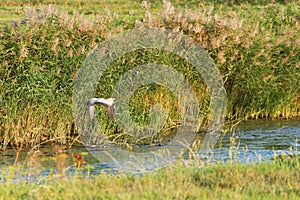 Bird. The grey heron. Bird fly