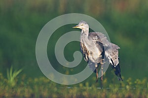 Bird Grey heron, gray heron Ardea cinerea bird on dark green background, hunting time