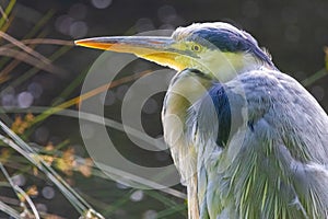 A bird grey heron with a long beak is standing in a field of grass