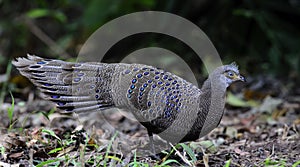 Bird, Grey Peacock-Pheasant Polyplectron bicalcaratum