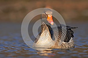 Bird Greylag Goose, Anser anser, floating on the water surface. Bird in the water. Water bird on the lake. Hungary