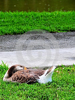 Bird, Greylag or Graylag goose, Florida