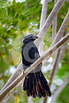 Bird, groove-billed ani (Crotophaga sulcirostris), Guanacaste Costa Rica