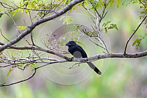 Bird, groove-billed ani, Crotophaga sulcirostris, Guanacaste Costa Rica