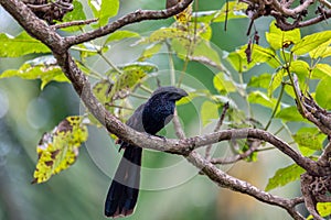 Bird, groove-billed ani, Crotophaga sulcirostris, Guanacaste Costa Rica