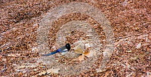 Bird on ground and arid ground