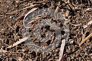 Bird camouflaged under a tree