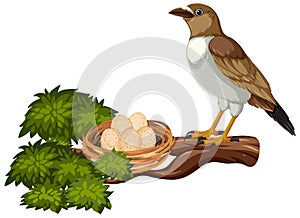 Bird guarding eggs in nest