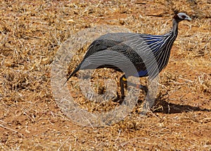 Bird Guineafowl in Africa wild nature