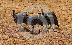 Bird Guineafowl in Africa wild nature