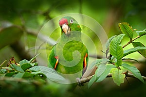 Bird in the habitat. Crimson-fronted Parakeet, Aratinga funschi, portrait of light green parrot with red head, Costa Rica. Wildlif photo