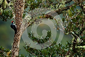 Bird in habitat, tropic mountain forest. Woodpecker from Costa Rica mountain forest, Acorn Woodpecker, Melanerpes formicivorus. Be