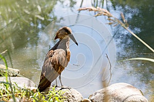 Bird Hamerkop Scopus umbretta