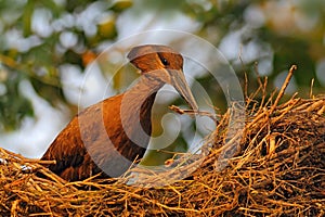 Bird Hamerkop, Scopus umbretta, in the nest. Bird building nest with branch in the bill. Beautiful evening sun. Animal nesting