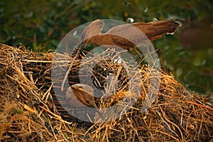 Bird Hamerkop, Scopus umbretta, in the nest. Bird building nest with branch in the bill. Beautiful evening sun. Animal nesting