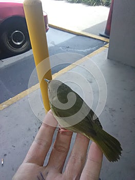 Bird in hand 2