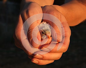 Bird in hand