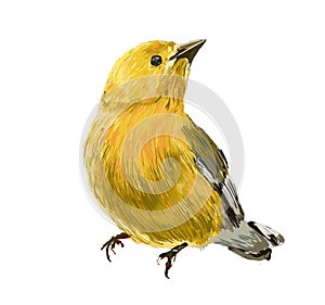 Bird hand drawn illustration,art design
