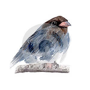 Bird Watercolor painting isolated. Watercolor hand painted cute animal illustrations.